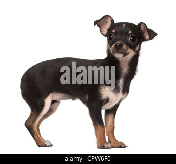 Chihuahua chiot, âgé de 4 mois, standing against white background Banque D'Images