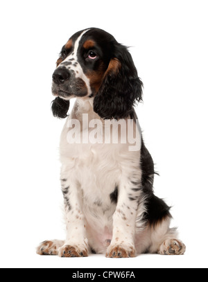 Cocker Anglais chiot, âgé de 4 mois, assis contre un fond blanc Banque D'Images