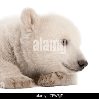 Polar Bear cub, Ursus maritimus, 3 mois contre fond blanc Banque D'Images