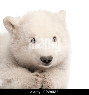 Polar Bear cub, Ursus maritimus, 3 mois, portrait contre fond blanc Banque D'Images