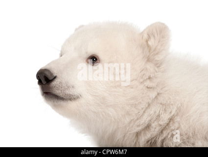 Polar Bear cub, Ursus maritimus, 3 mois, contre fond blanc Banque D'Images