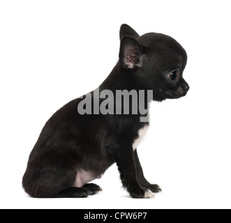 Chihuahua puppy, 3 mois, assis contre un fond blanc Banque D'Images