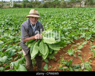 Un vieux mâle adulte cubaine du tabac dans les récoltes ouvriers agricoles des champs verts avec sol rouge près de Vinales dans l'ouest de Cuba. Banque D'Images