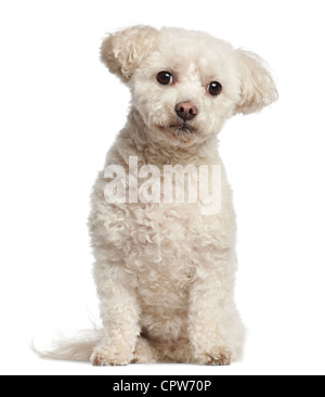 Bichon frisé, 7 ans, portrait assis contre fond blanc Banque D'Images