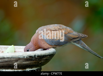 Laughing Dove Streptopelia senegalensis boire à bain d'oiseaux Banque D'Images