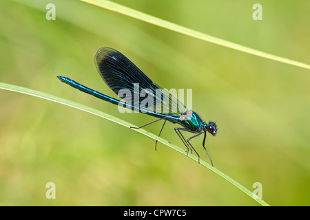 Belle Demoiselle (Calopteryx virgo) Banque D'Images