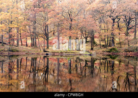 Les couleurs d'automne se reflètent dans un lac encore dans le district du lac Banque D'Images