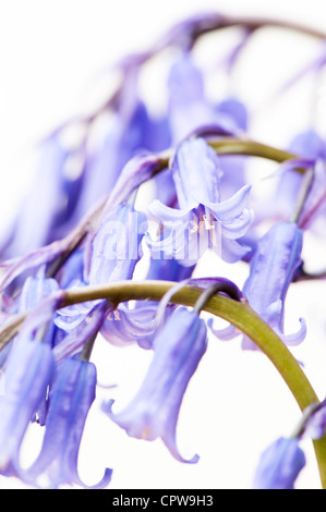 Abstract close up of Bluebells, Hyacinthoides non scripta Banque D'Images