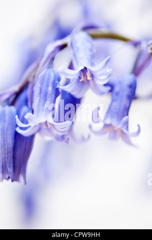 Abstract close up of Bluebells, Hyacinthoides non scripta Banque D'Images