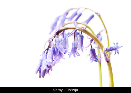 Abstract close up of Bluebells, Hyacinthoides non scripta Banque D'Images