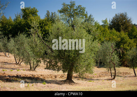 Oliviers sur Pontignanello in Chianti, Toscane, Italie Banque D'Images