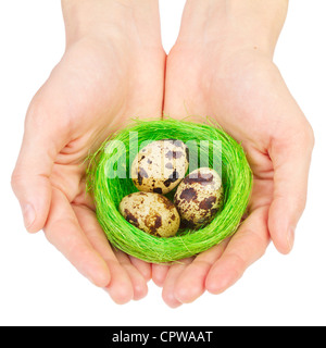 Les mains tenant un nid avec des oeufs de cailles sur fond blanc Banque D'Images