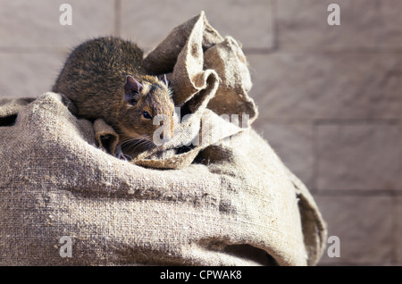 Les dégus Octodon degu () est un petit rongeur qui caviomorph est endémique au Chili central. Banque D'Images