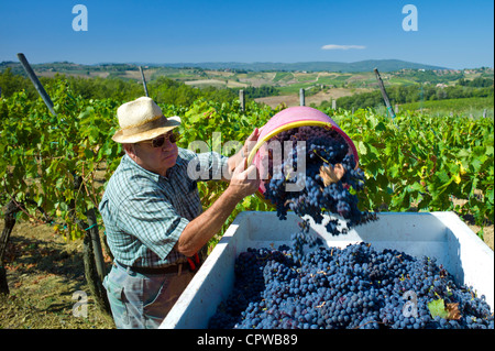 Vider l'homme Sangiovese Chianti Classico raisins en tva à Pontignano dans région du Chianti en Toscane, Italie Banque D'Images