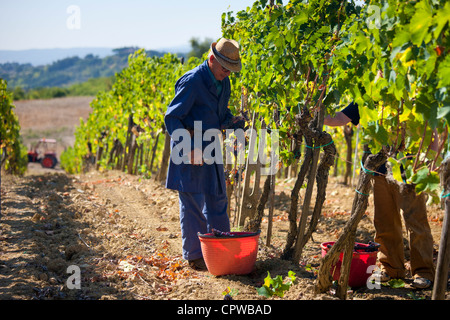 Man picking Sangiovese raisins du Chianti Classico à Pontignano dans région du Chianti en Toscane, Italie Banque D'Images