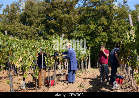 Cueillette des hommes à raisins Sangiovese Chianti Classico Pontignano en région du Chianti en Toscane, Italie Banque D'Images