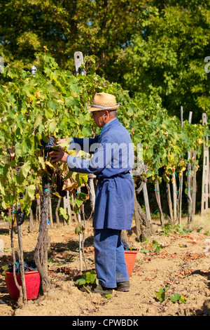 Man picking Sangiovese raisins du Chianti Classico à Pontignano dans région du Chianti en Toscane, Italie Banque D'Images