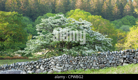 De Hawthorne par mur en pierre sèche, Parc National de Snowdonia, le Nord du Pays de Galles, Royaume-Uni Banque D'Images