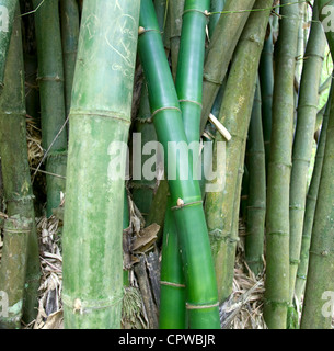 Les cannes de bambou géant dans les jardins botaniques royaux, Peradeniya, Kandy, Sri Lanka Banque D'Images