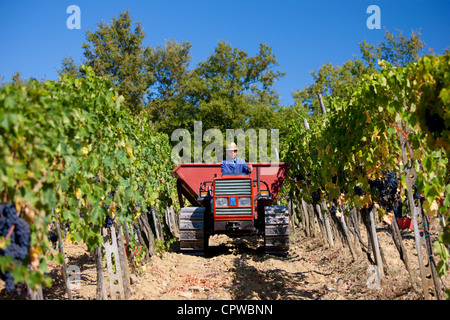 L'homme de la conduite du tracteur avec San Giovese récoltés les raisins du Chianti Classico à Pontignano dans région du Chianti en Toscane, Italie Banque D'Images