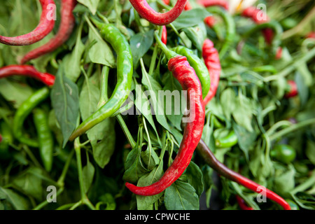 Piments rouges et verts, Capsicum pubescens, en vente dans les marchés alimentaires de Pienza, Toscane, Italie Banque D'Images