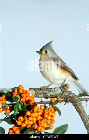 Mésange alerte recherche de sa perche sur une branche enneigée avec orange Flowers, Maine USA Banque D'Images