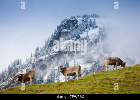 Les bovins traditionnels alpins dans les Alpes bavaroises, Allemagne Banque D'Images