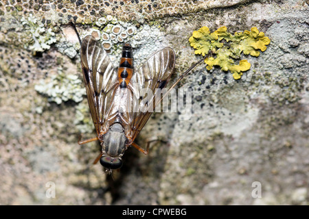 Rhagio scolopacea Snipe Fly Banque D'Images