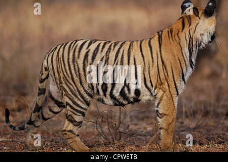 Tiger regarder une proie, à Tadoba forest, de l'Inde. ( Panthera tigris ) Banque D'Images