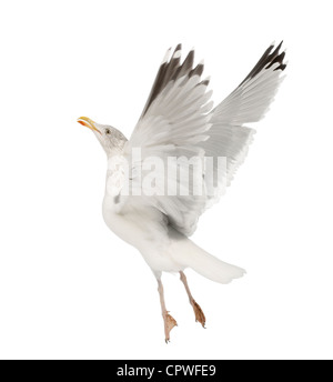 European Herring Gull Larus argentatus, 4 ans, en plumage d'hiver taking off against white background Banque D'Images