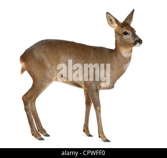 Le Chevreuil, Capreolus capreolus, 3 ans, standing against white background Banque D'Images