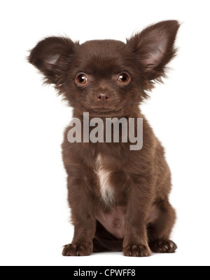 Chihuahua puppy, 3 mois, assis contre un fond blanc Banque D'Images