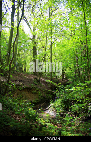 Stream dans Carter's Wood, Hamstreet, Ashford, Kent, Angleterre, Royaume-Uni Banque D'Images