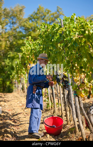 Man picking Sangiovese raisins du Chianti Classico à Pontignano dans région du Chianti en Toscane, Italie Banque D'Images