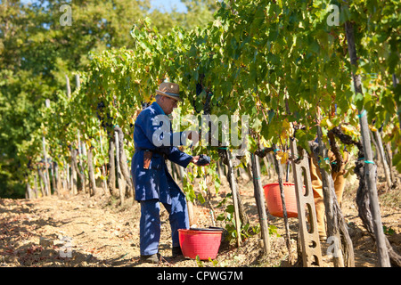 Man picking Sangiovese raisins du Chianti Classico à Pontignano dans région du Chianti en Toscane, Italie Banque D'Images