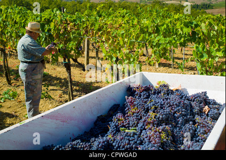 Man picking Sangiovese raisins du Chianti Classico à Pontignano dans région du Chianti en Toscane, Italie Banque D'Images