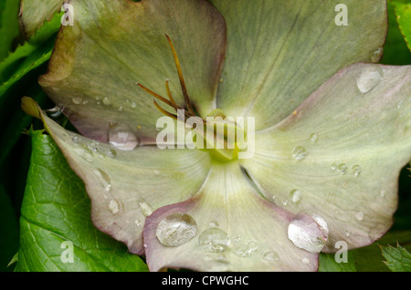 L'hellébore a hardy vivaces à feuilles caduques et à feuilles persistantes Victorien traditionnel jardin avec fleurs simples en premier plan de gouttes d'eau Banque D'Images