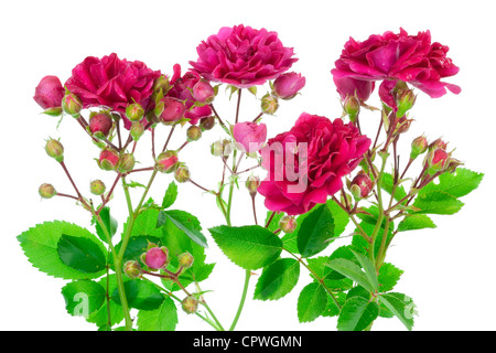 Pink frais jardin des roses avec des feuilles et bourgeons isolés à la frontière Banque D'Images