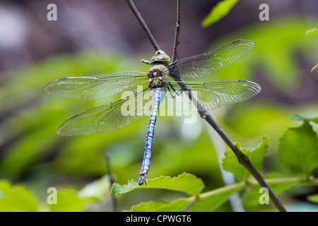 Bleu Libellule ou empereur empereur, Anax imperator, Parc National d'Isalo, Madagascar Banque D'Images