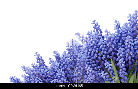 Carte postale avec premier blue springs fleurs Muscari '' isolated on white Banque D'Images