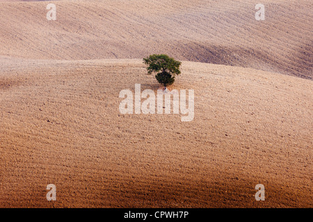 Arbre isolé dans un paysage de Toscane, près de San Quirico d'Orcia en Val D'Orcia, Toscane, Italie Banque D'Images