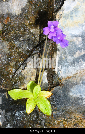 Papillons à grandes fleurs, Pinguicula grandiflora. Plante carnivore sur fleur. Pyrénées Banque D'Images
