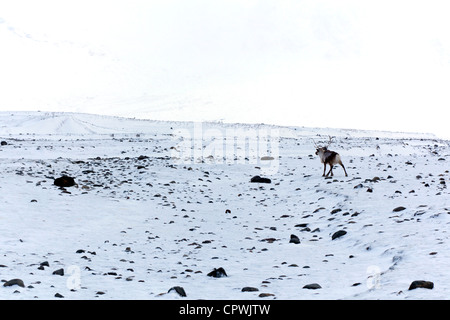Les rennes dans la neige à St Andrew's Bay, South Georgia Island Banque D'Images