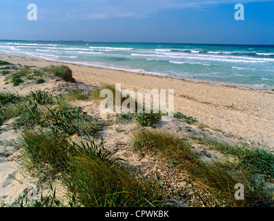 Les dunes côtières à la plage d'Es Trenc dans es Salobrar de Campos, Majorque, Îles Baléares, Espagne Banque D'Images