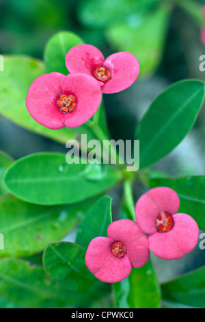 Fleurs d'Euphorbia milii ou la Couronne d'Épines du Christ ou plante en libre Banque D'Images