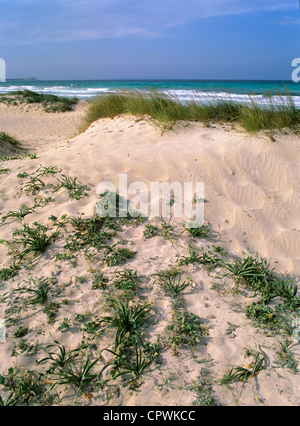 Les dunes côtières à la plage d'Es Trenc dans es Salobrar de Campos, Majorque, Îles Baléares, Espagne Banque D'Images