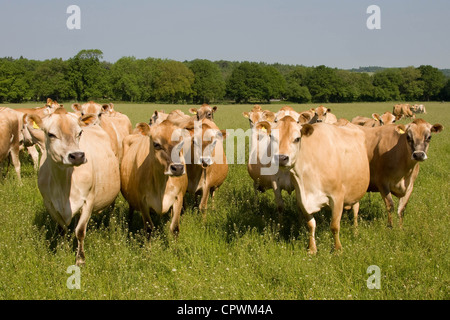 Les vaches de Jersey à l'herbe Banque D'Images