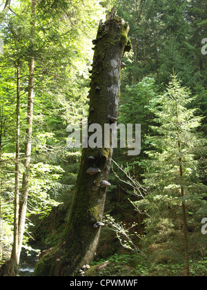 Ancien journal d'arbre avec l'amadou champignon Fomes fomentarius / modifier / Zunderschwämmen morscher mit Baum Banque D'Images