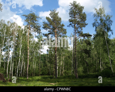 Bois et prairie dans l'Arrach haute lande / Wald und Wiese im Hochmoor Arracher Banque D'Images