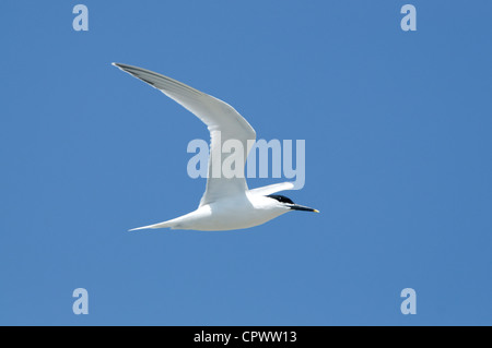 Un sandwich Tern en vol Banque D'Images